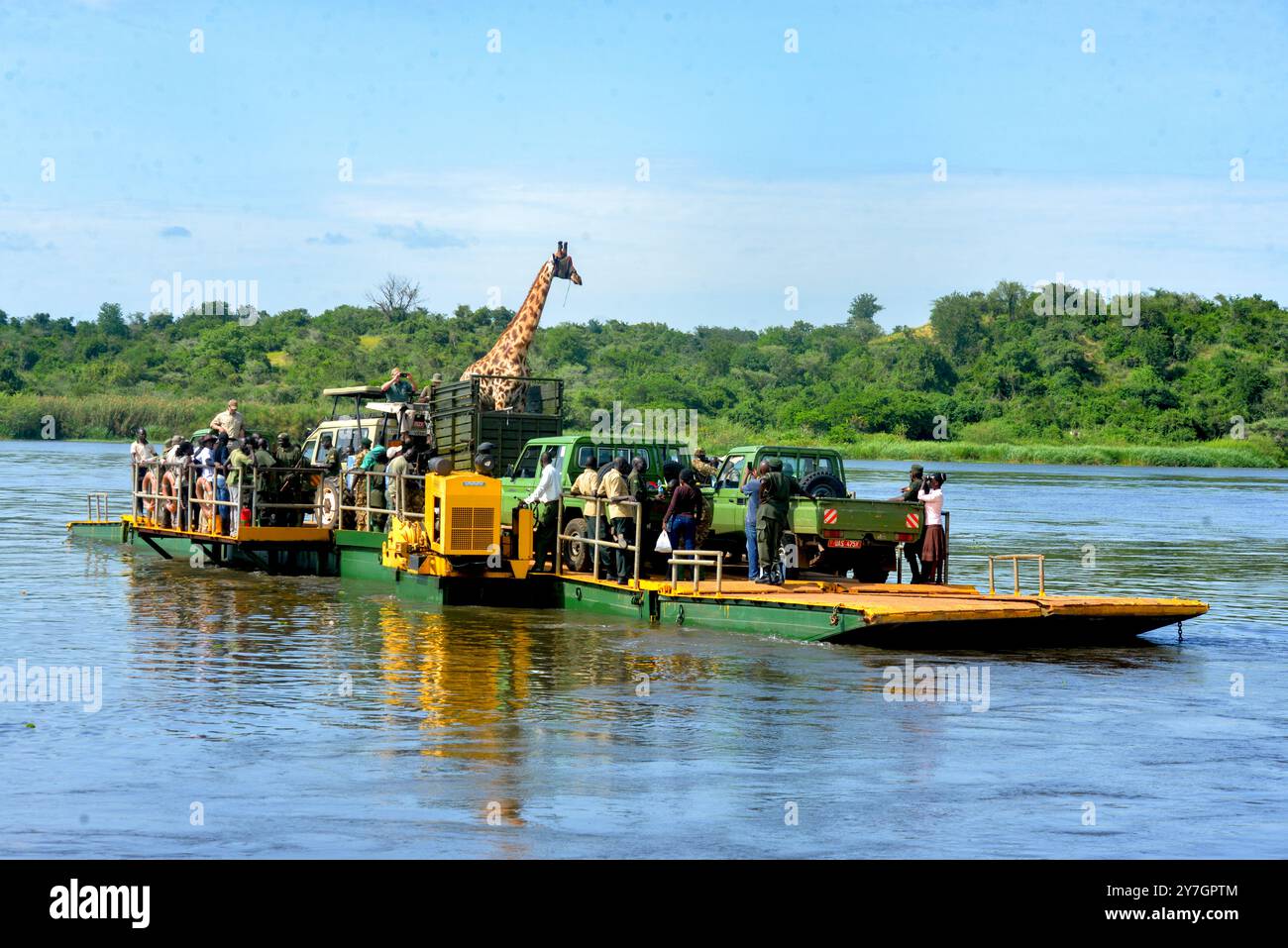 Une girafe Rothschild bandée voyageant avec des gens sur un ferry à travers le Nil dans le parc national de Murchison Falls Ouganda. Banque D'Images