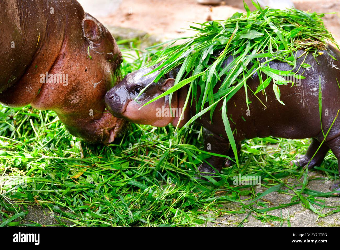 Mère et bébé couplehippopotamus nommé “Moo Deng” au zoo ouvert de Khao Kheow, Chonburi, Thaïlande. Banque D'Images