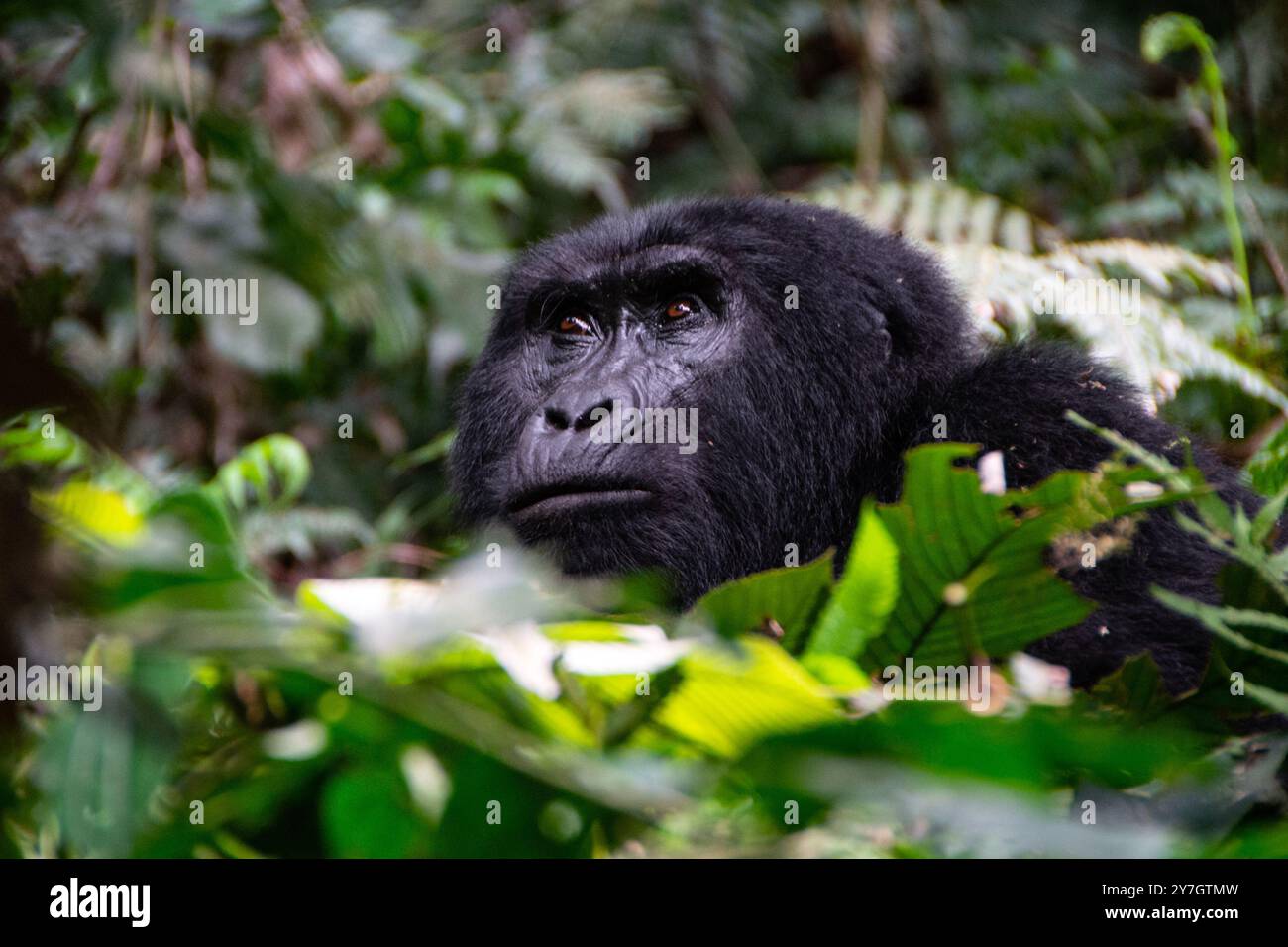 Le gorille de montagne menacé ( Berengei berengei ) dans le parc national impénétrable de Bwindi en Ouganda. Le parc national de Bwindi est classé au patrimoine mondial de l'UNESCO. Banque D'Images