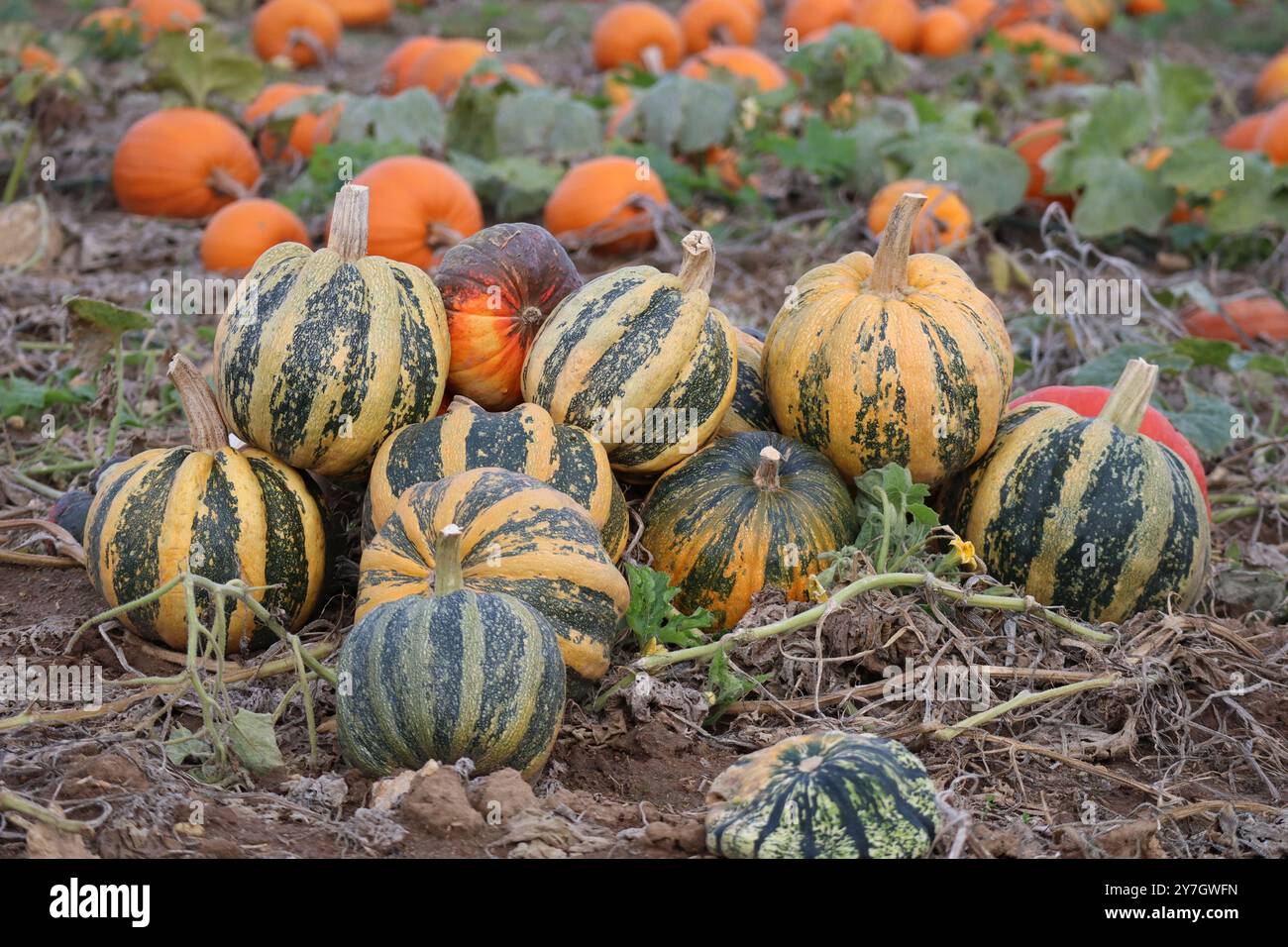 Les citrouilles à huile récoltées sont temporairement entreposées dans un champ Banque D'Images