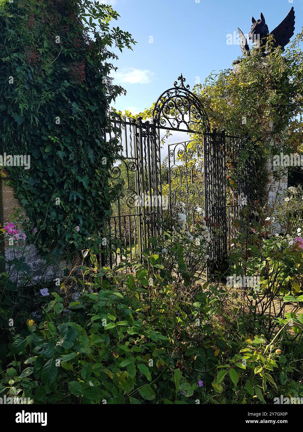Fleurs de jardin colorées en pleine floraison contre une porte en fer forgé. Banque D'Images
