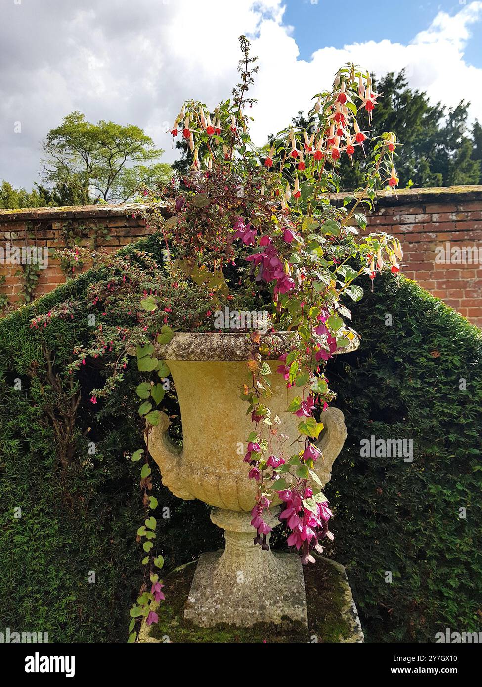 Fleurs de jardin colorées en pleine floraison dans une urne en pierre. Banque D'Images