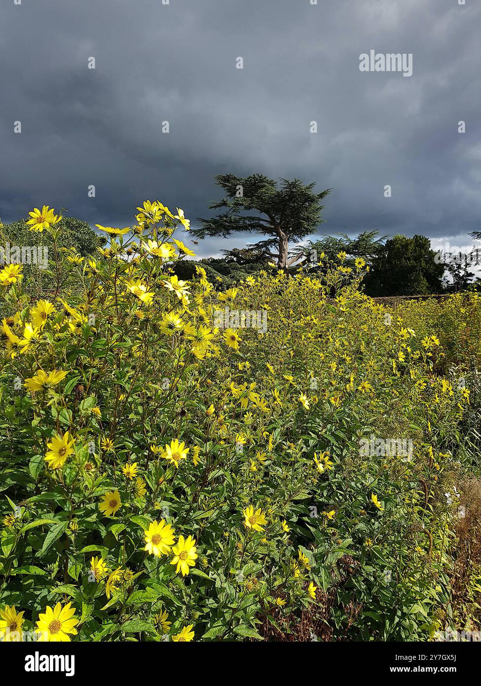 Fleurs de jardin colorées en pleine floraison. Banque D'Images