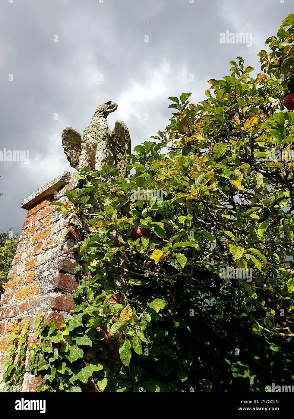 Fleurs de jardin colorées en pleine floraison. Banque D'Images