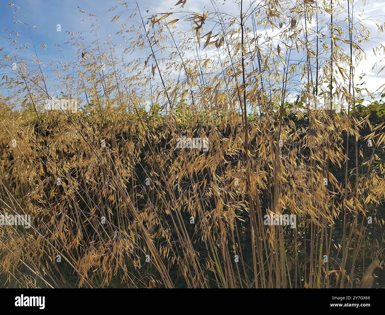 Herbe dorée contre un ciel bleu. Banque D'Images