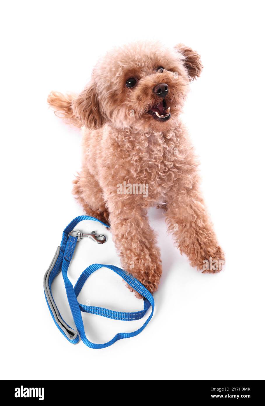 Marcher avec le chien. Mignon Maltipoo près de la laisse sur fond blanc Banque D'Images