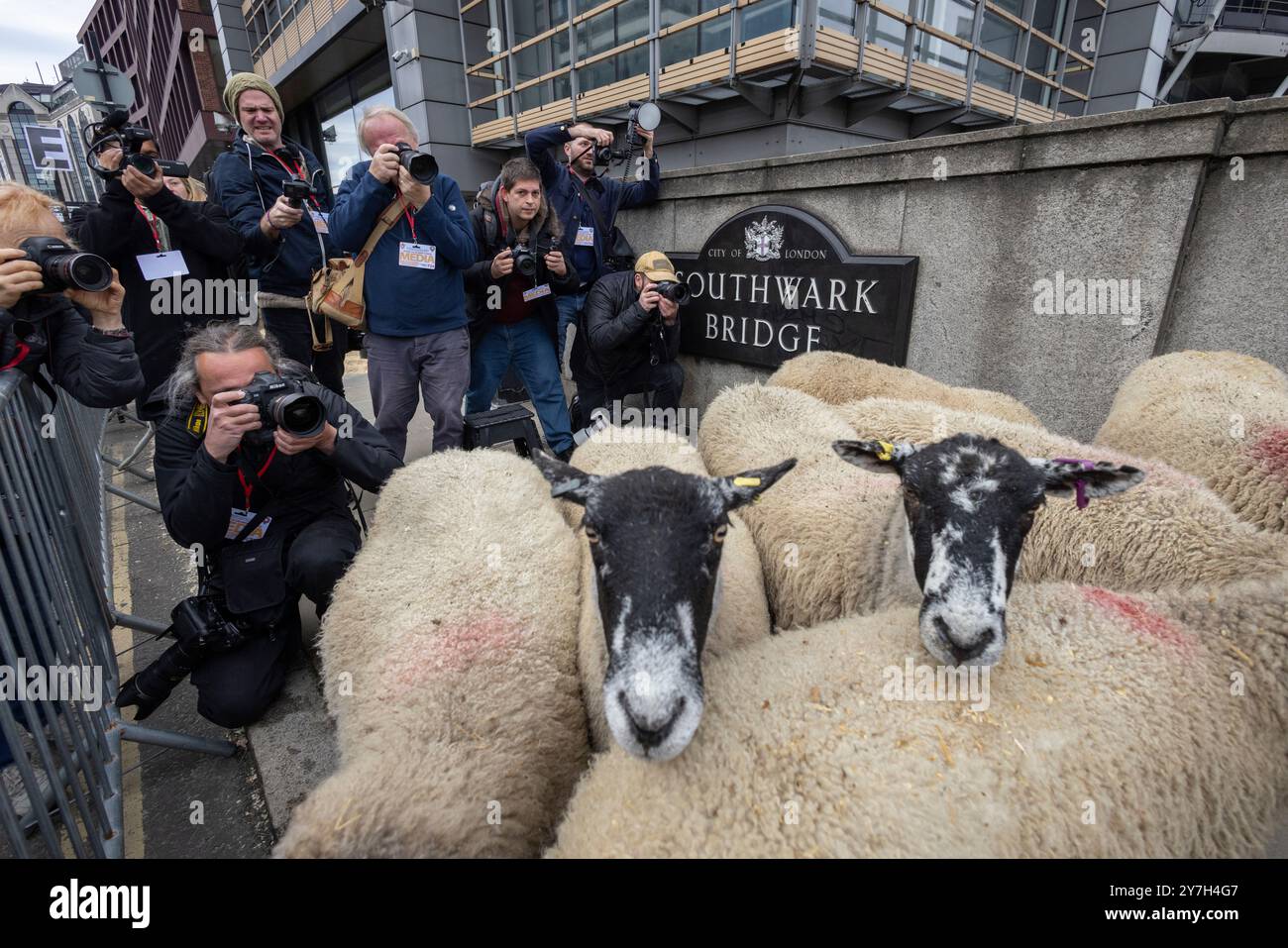 Damian Lewis mène la London Sheep Drive sur Southwark Bridge alors que les Freemen de la City de Londres exercent leur droit de conduire des moutons à travers la Tamise. Banque D'Images