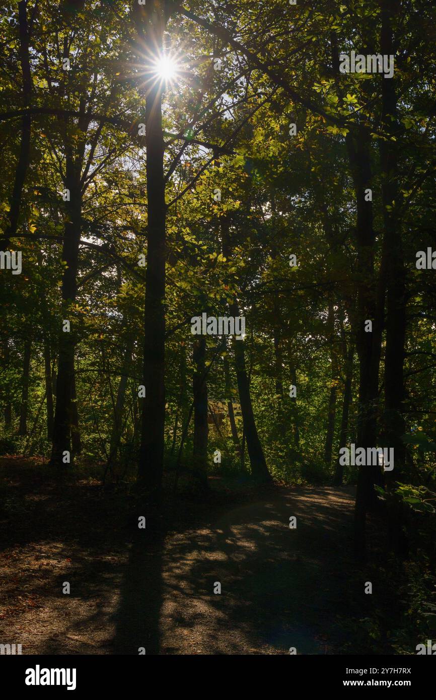 Sunshine jette des ombres paisibles sur une forêt tranquille en passant à travers les arbres de forêt feuillus dans les pinèdes, Harrogate, Yorkshire. Banque D'Images