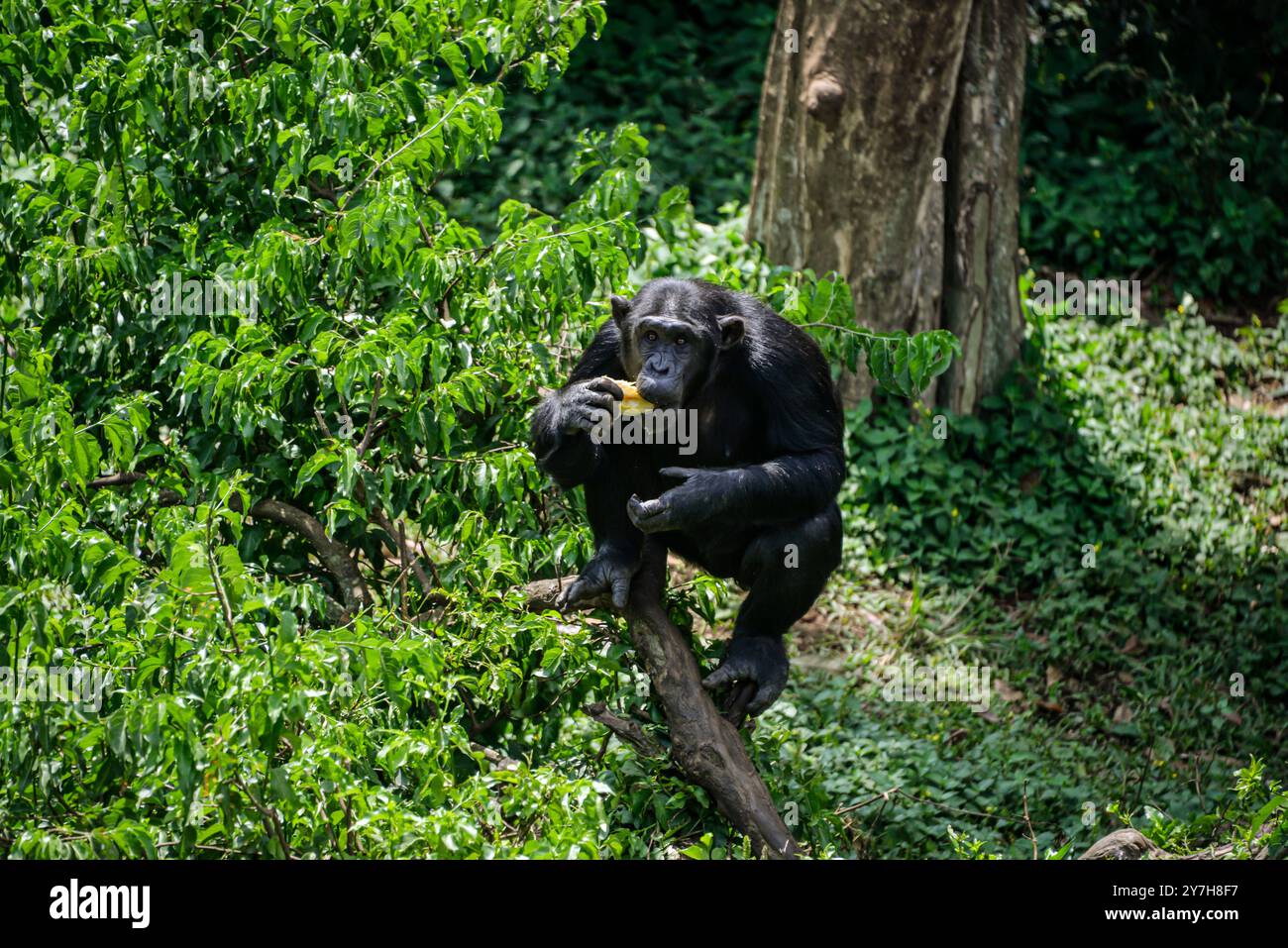 Chimpanzés ( Pan troglodytes) attendant de manger au sanctuaire des chimpanzés de l'île de Ngamba dans le lac Victiria Ouganda. Banque D'Images