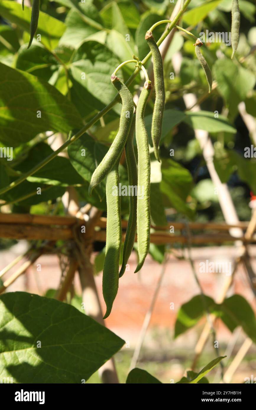 Runner Bean « Painted Lady » poussant dans un lotissement à Hatchlands Park, Surrey, Angleterre, Royaume-Uni, août 2024 Banque D'Images