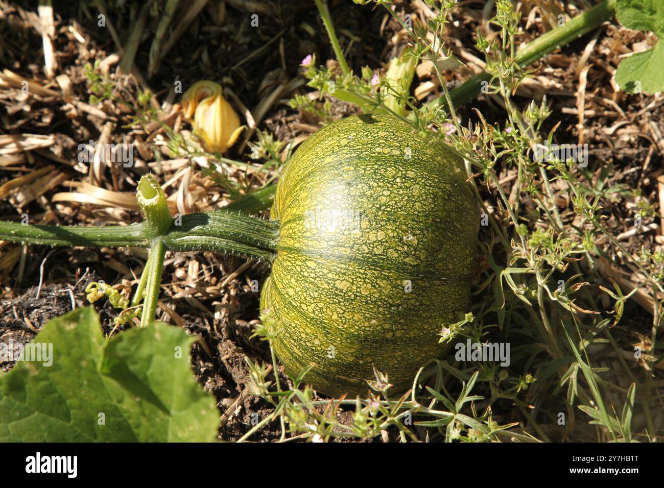 Citrouilles poussant à l'extérieur dans une parcelle de citrouille dans le jardin de Hatchlands Park, Surrey, Angleterre, Royaume-Uni, août 2024 Banque D'Images