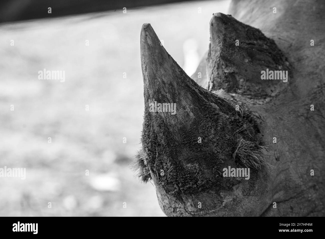 Rhinocéros blancs (Ceratotherium simum) au Centre d'éducation sur la faune sauvage de l'Ouganda - Entebbe Ouganda Banque D'Images