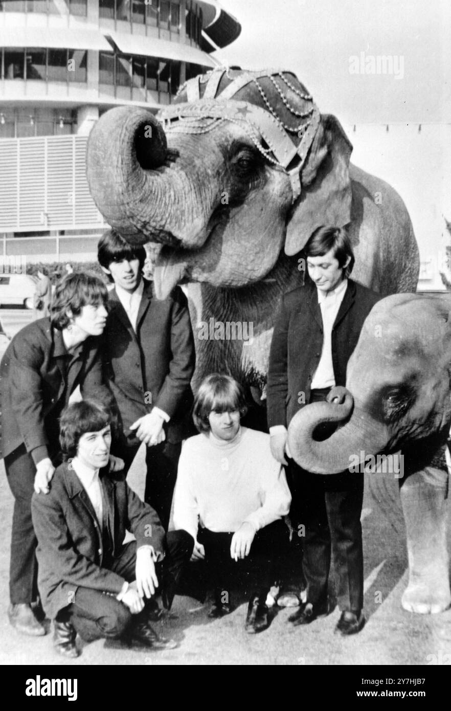 MICK JAGGER AVEC LES PIERRES ROULANTES ET LES ÉLÉPHANTS À HOLLYWOOD / ; 4 JUIN 1964 Banque D'Images
