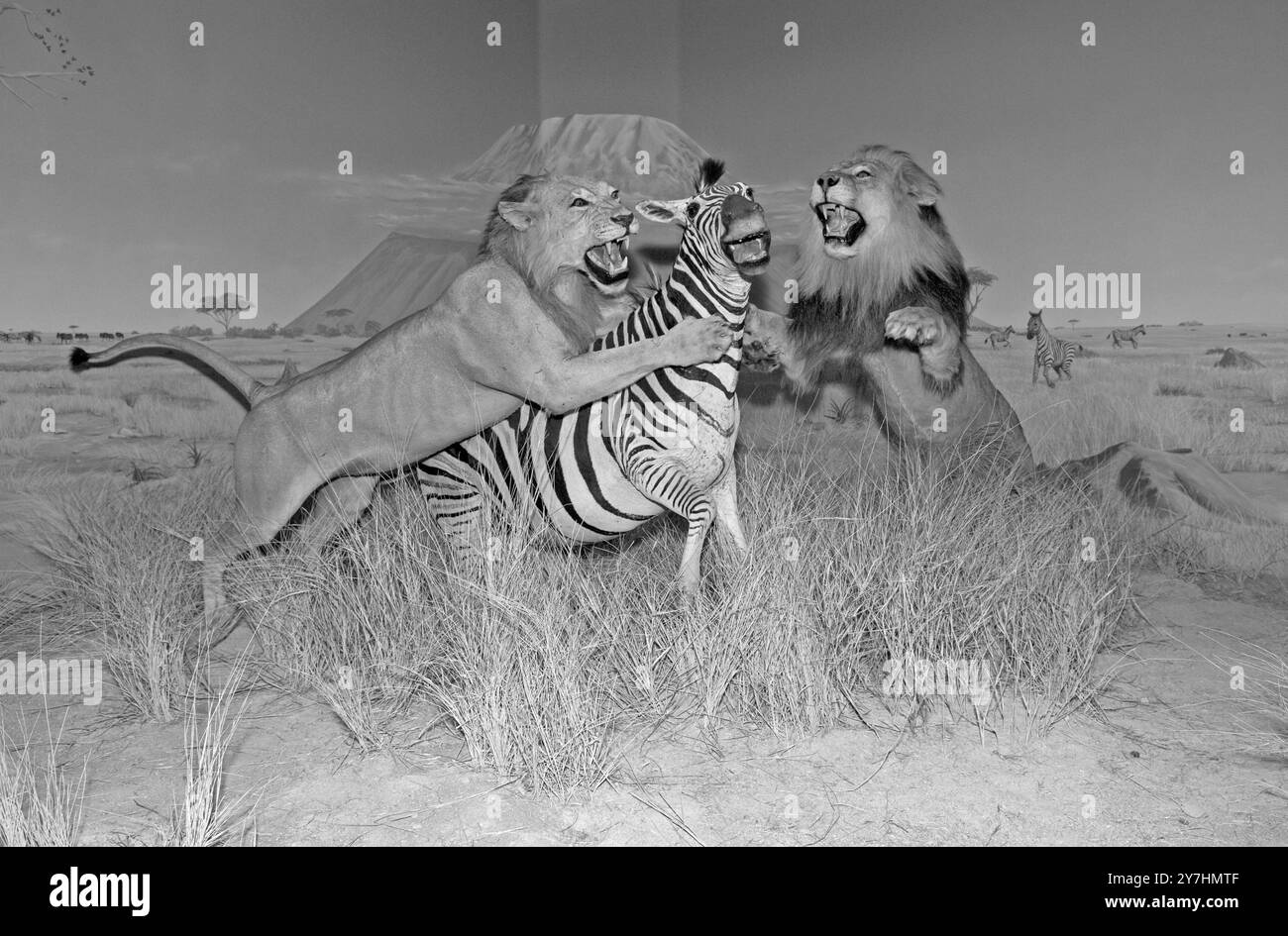Deux lions attaquant un zèbre à l'exposition Afrique au Musée d'histoire naturelle de Las Vegas, Nevada, États-Unis. Banque D'Images