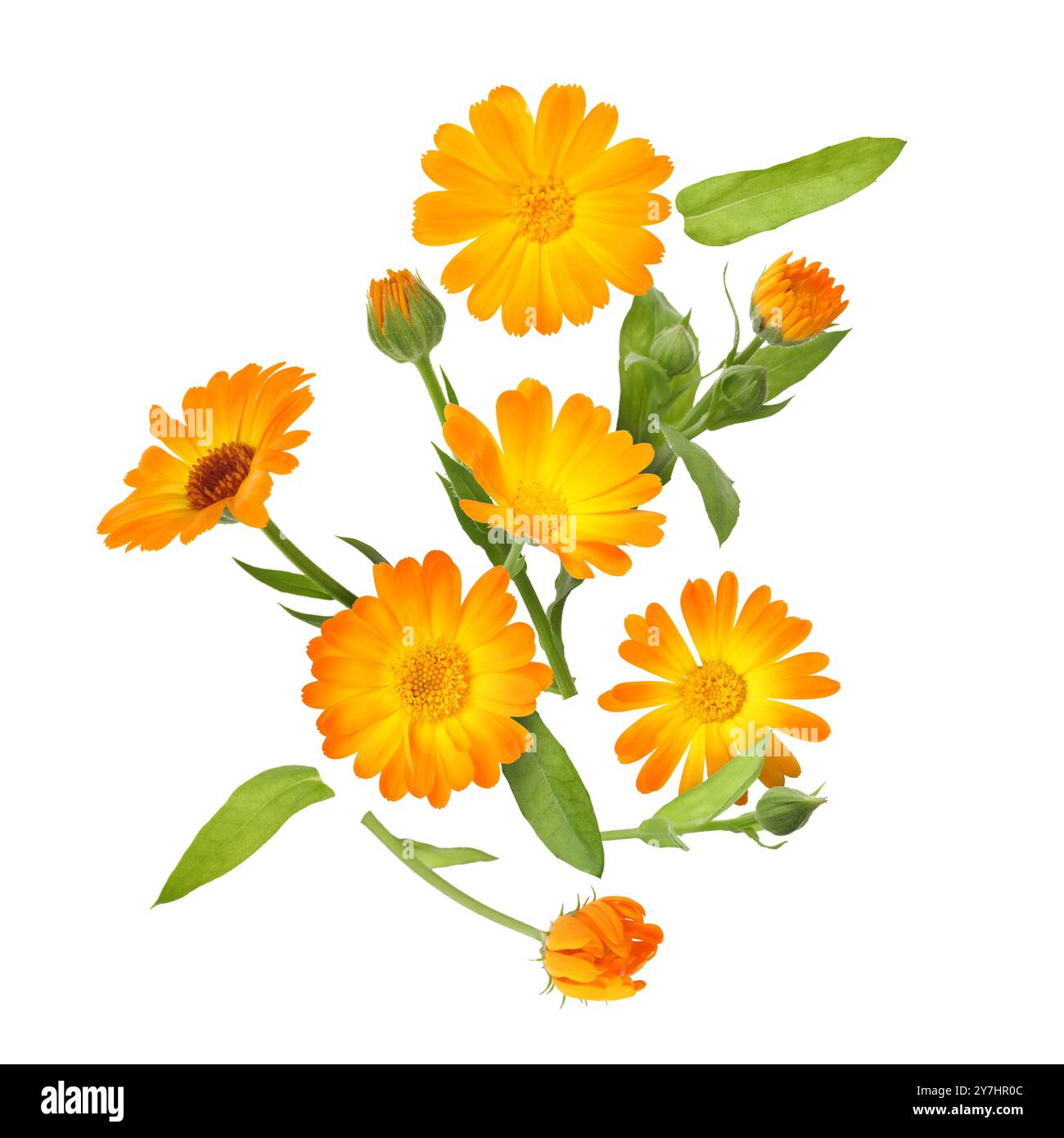 Calendula fleurs et feuilles en air sur fond blanc Banque D'Images