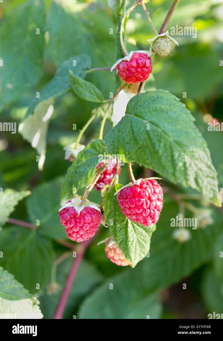 Framboises.Branche de framboises mûres dans un jardin.Gros plan de la framboise. Banque D'Images