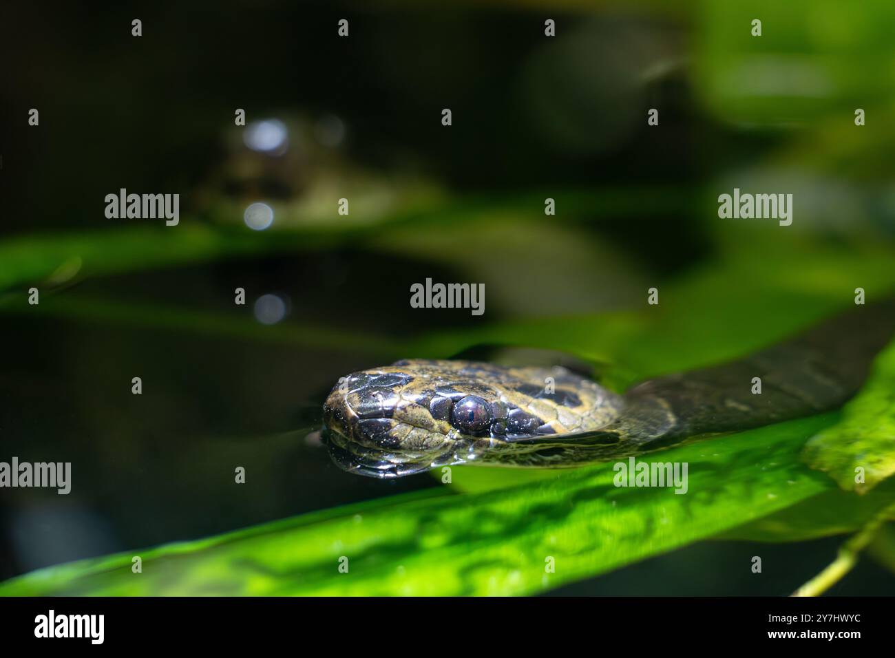 Petit serpent kukri rayé, Oligodon fasciolatus nage dans l'eau Banque D'Images