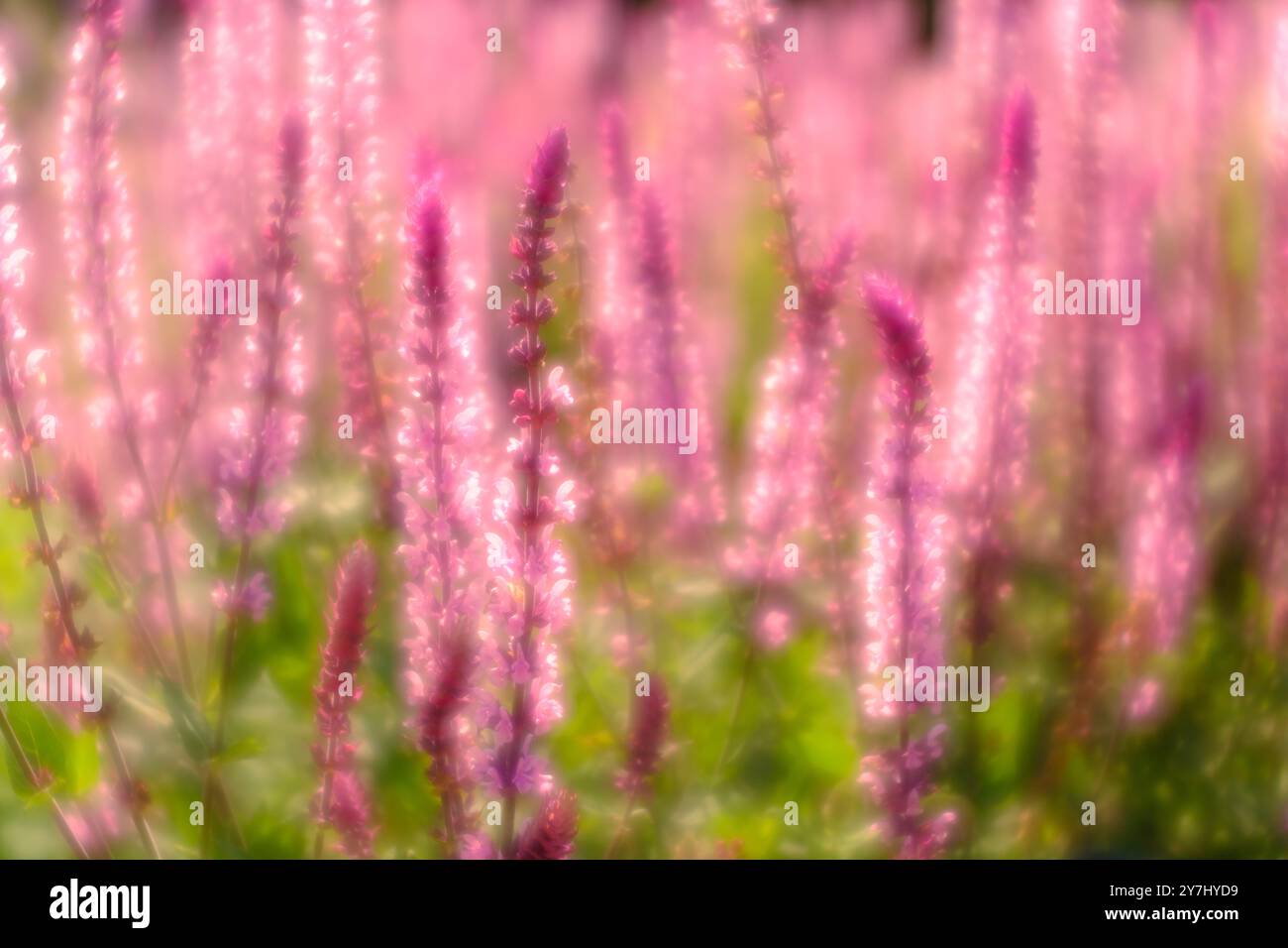 Salvia Nemorosa, Caradonna Pink, Balkan Clary Banque D'Images