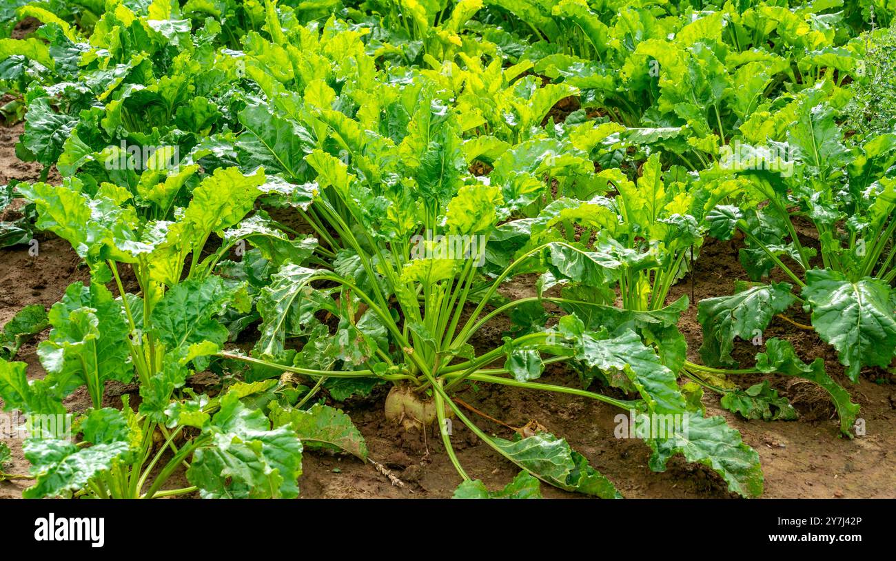 Gros plan sur la culture de betteraves sucrières (Beta vulgaris) Banque D'Images