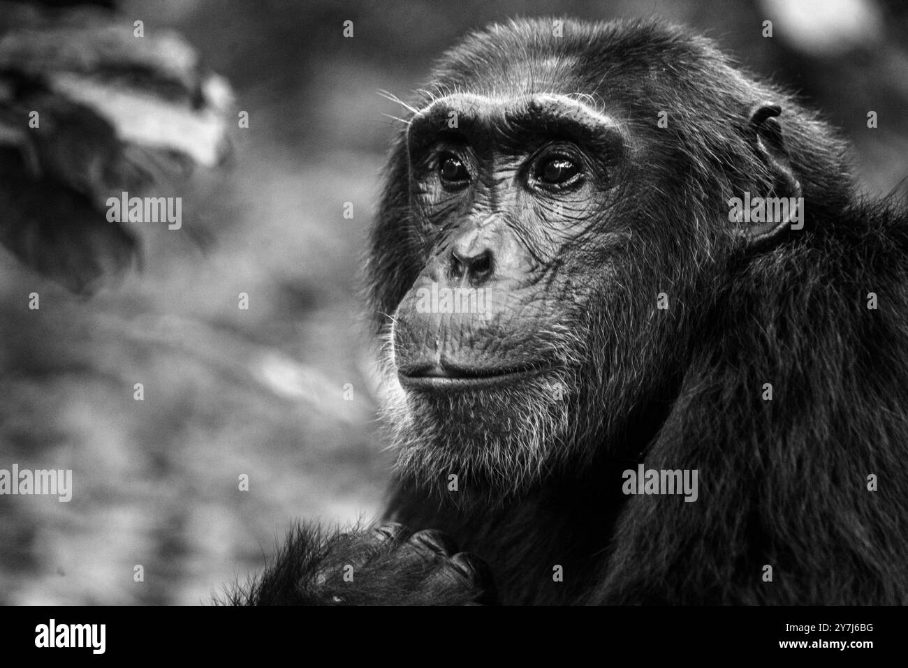 Un chimpanzé (Pan troglodytes) dans le parc national de Kibale - Ouganda Banque D'Images