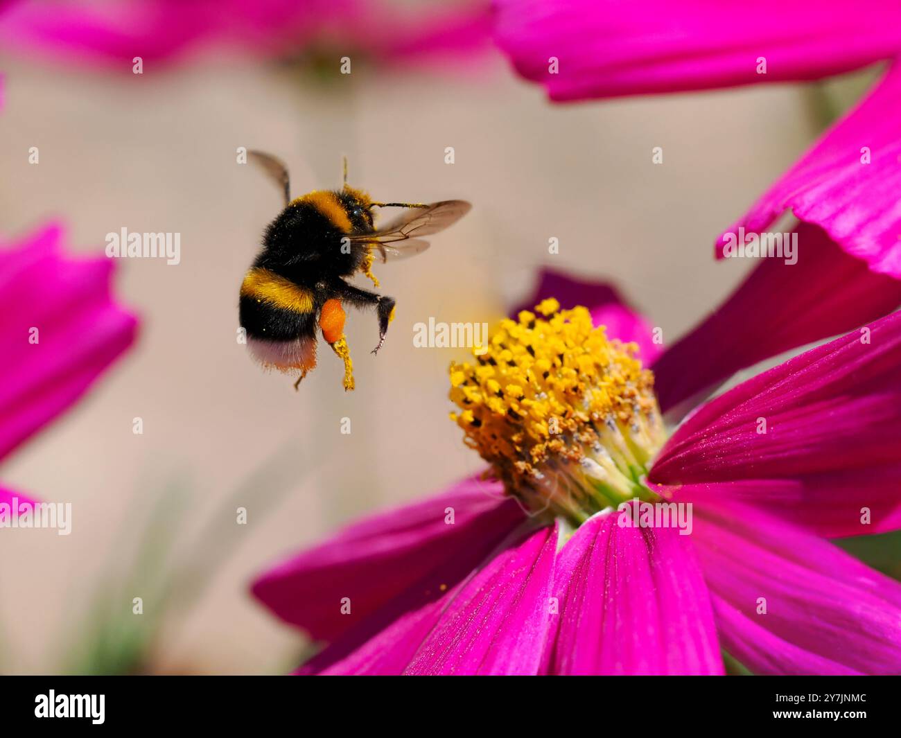 Bourdon macro (Bombus terrestris) volant au-dessus d'une fleur de cosmos rouge avec un panier de pollen sur la jambe Banque D'Images