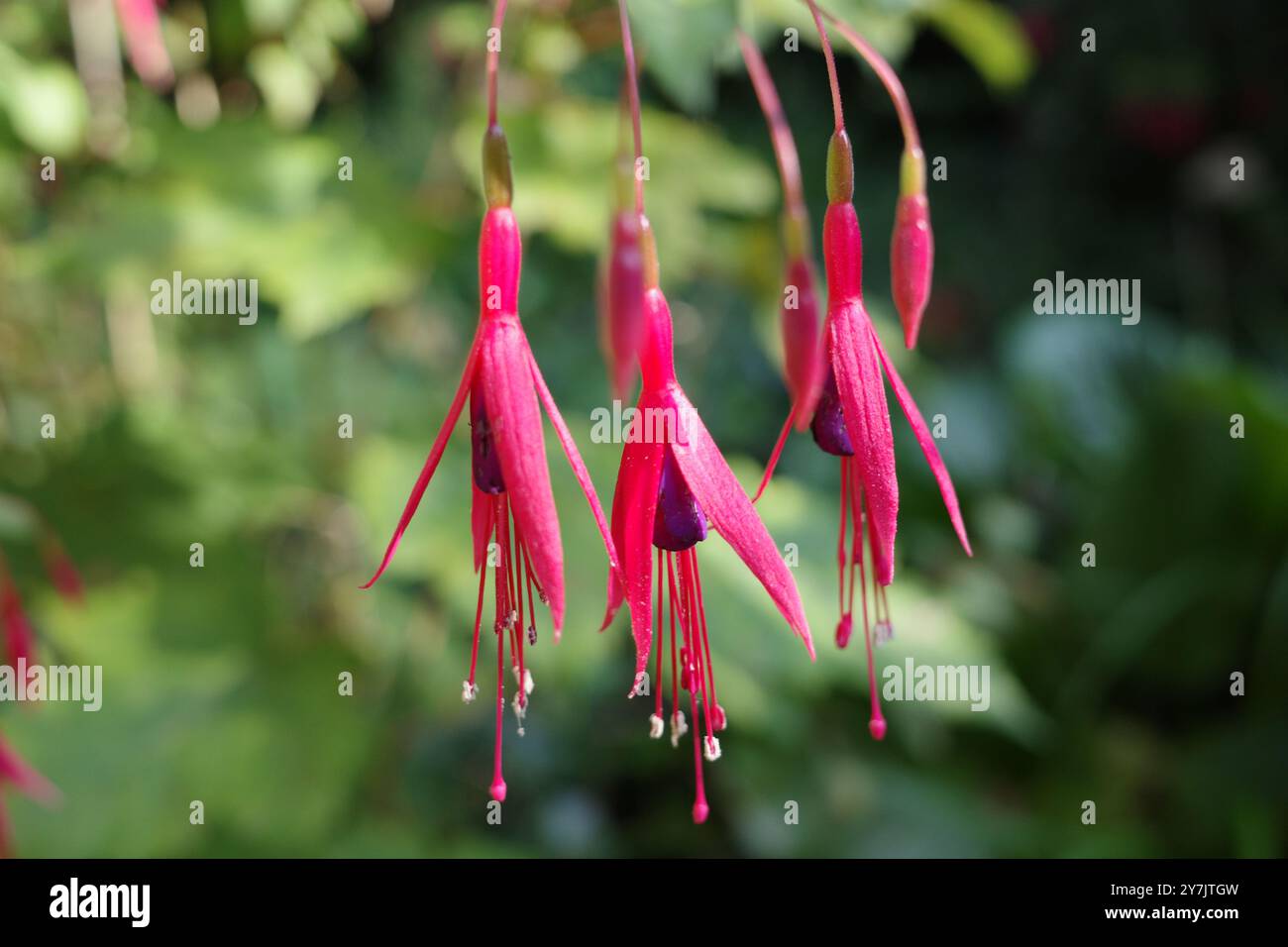 Les fleurs violettes et rouges du fuchsia magellanica – communément appelé fuchsia colibri, fuchsia rustique ou chilco Banque D'Images