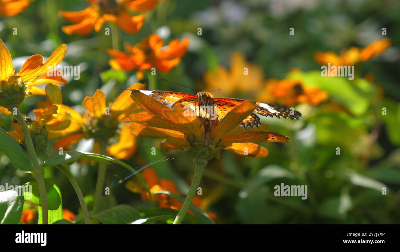 Papillon lumineux et coloré perché sur fleur d'orange vibrante dans Lush Banque D'Images