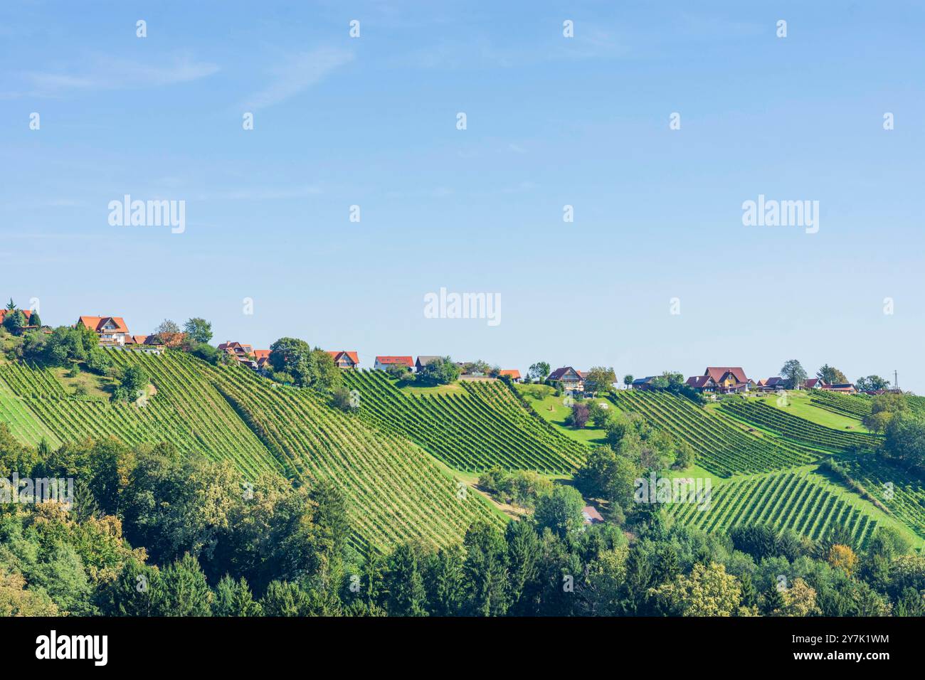 Vignoble au hameau Hochgrail, Schilcherland Schilcher région viticole Sankt Stefan ob Stainz Süd-Steiermark Steiermark, Styrie Autriche Banque D'Images