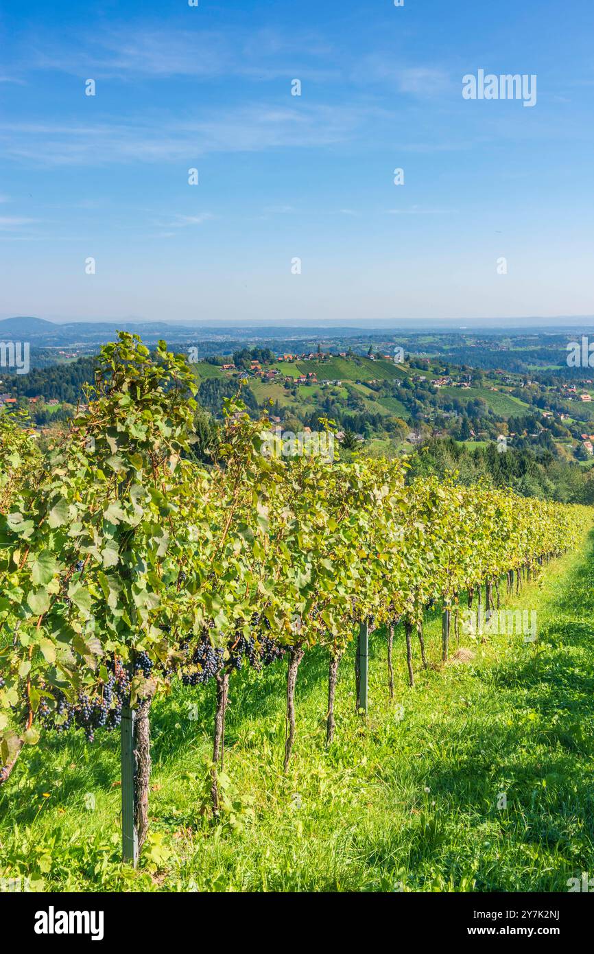 Vignoble au hameau Langegg, Schilcherland région viticole de Schilcher Sankt Stefan ob Stainz Süd-Steiermark Steiermark, Styrie Autriche Banque D'Images