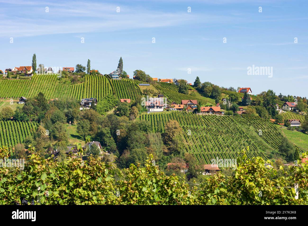 Vignoble au hameau Neuberg, Schilcherland Schilcher région viticole Sankt Stefan ob Stainz Süd-Steiermark Steiermark, Styrie Autriche Banque D'Images