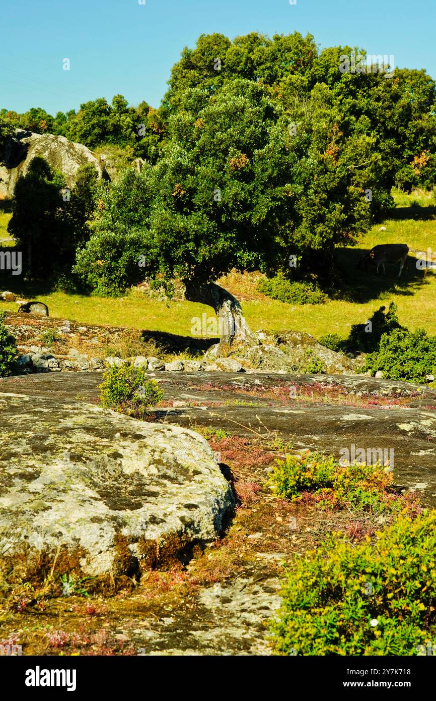 Zone archéologique de ​​Loelle, Buddusò et route nationale Correboi. Province de Nuoro, Sardaigne, Italie Banque D'Images