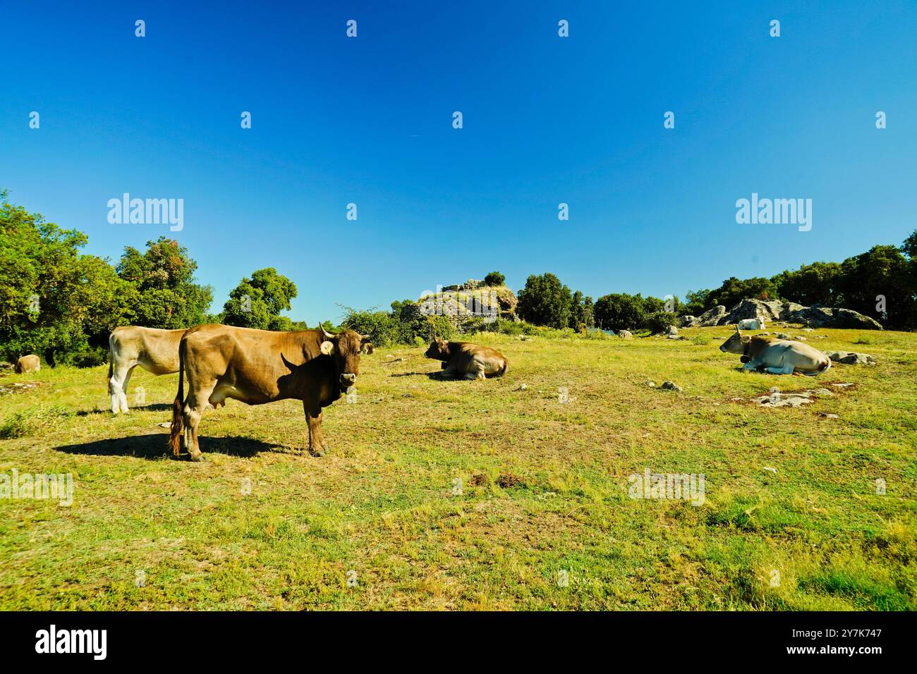 Zone archéologique de ​​Loelle, Buddusò et route nationale Correboi. Province de Nuoro, Sardaigne, Italie Banque D'Images