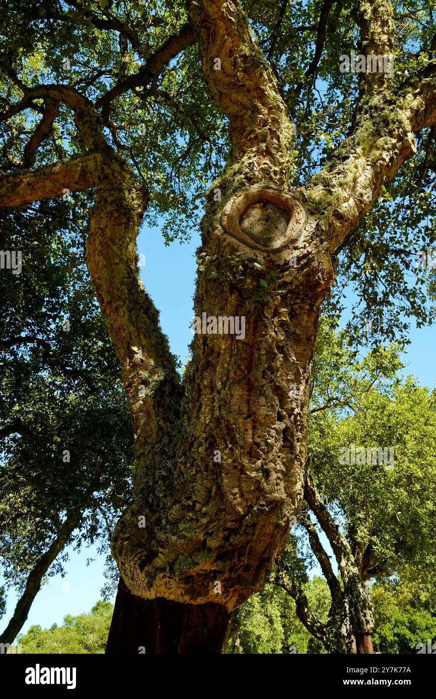 Zone archéologique de ​​Loelle, Buddusò et route nationale Correboi. Province de Nuoro, Sardaigne, Italie Banque D'Images