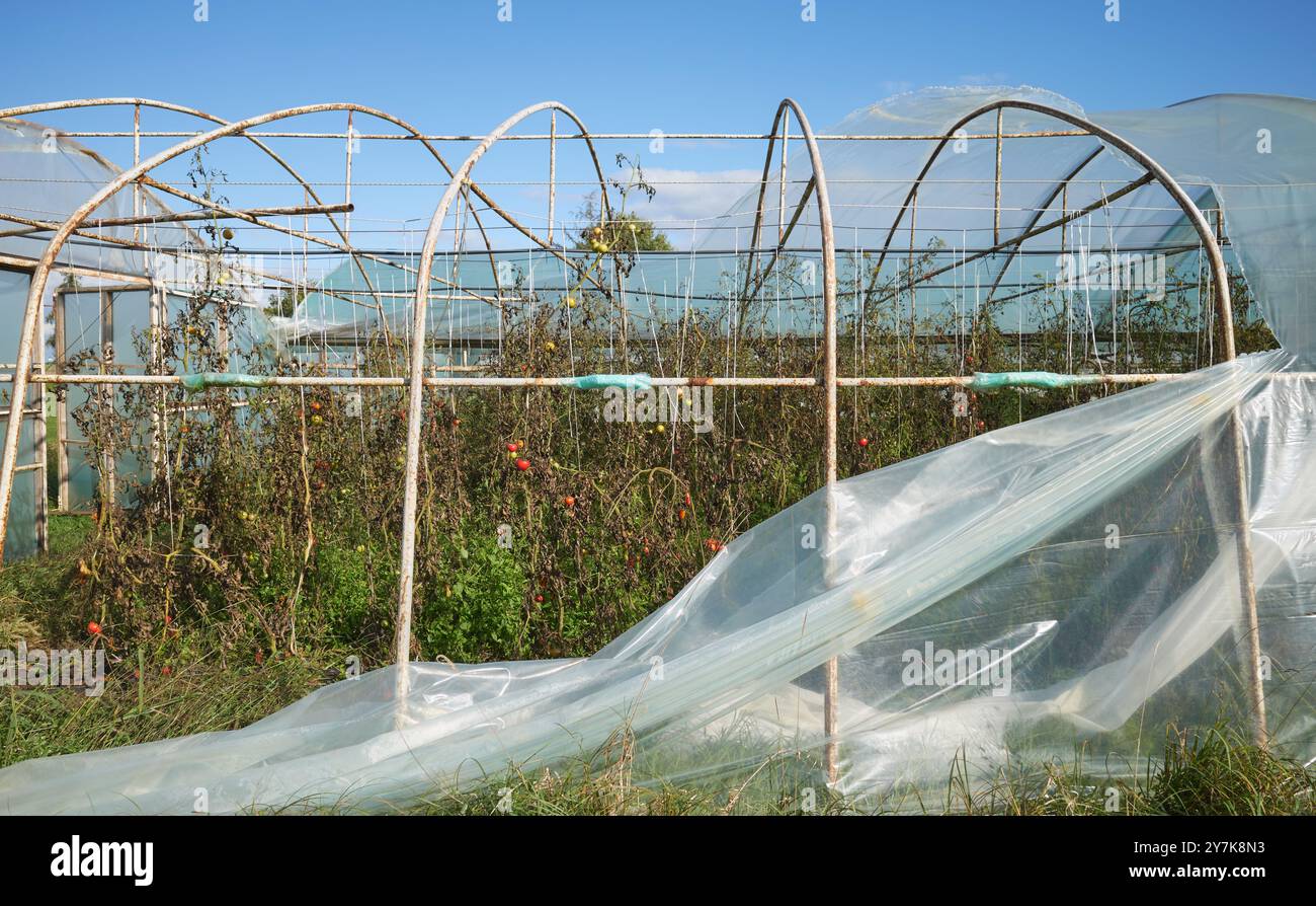 Serre avec des cultures de légumes biologiques endommagées par la tempête. Banque D'Images