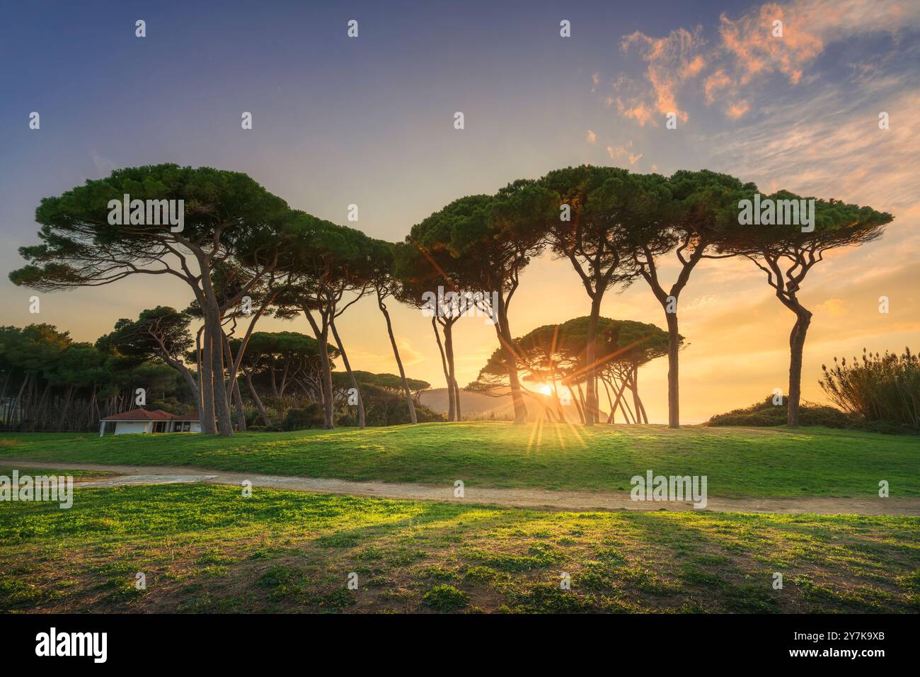Pins en pierre près de la mer et de la plage au coucher du soleil. Baratti, Maremme, Piombino, province de Livourne, Toscane Italie. Banque D'Images