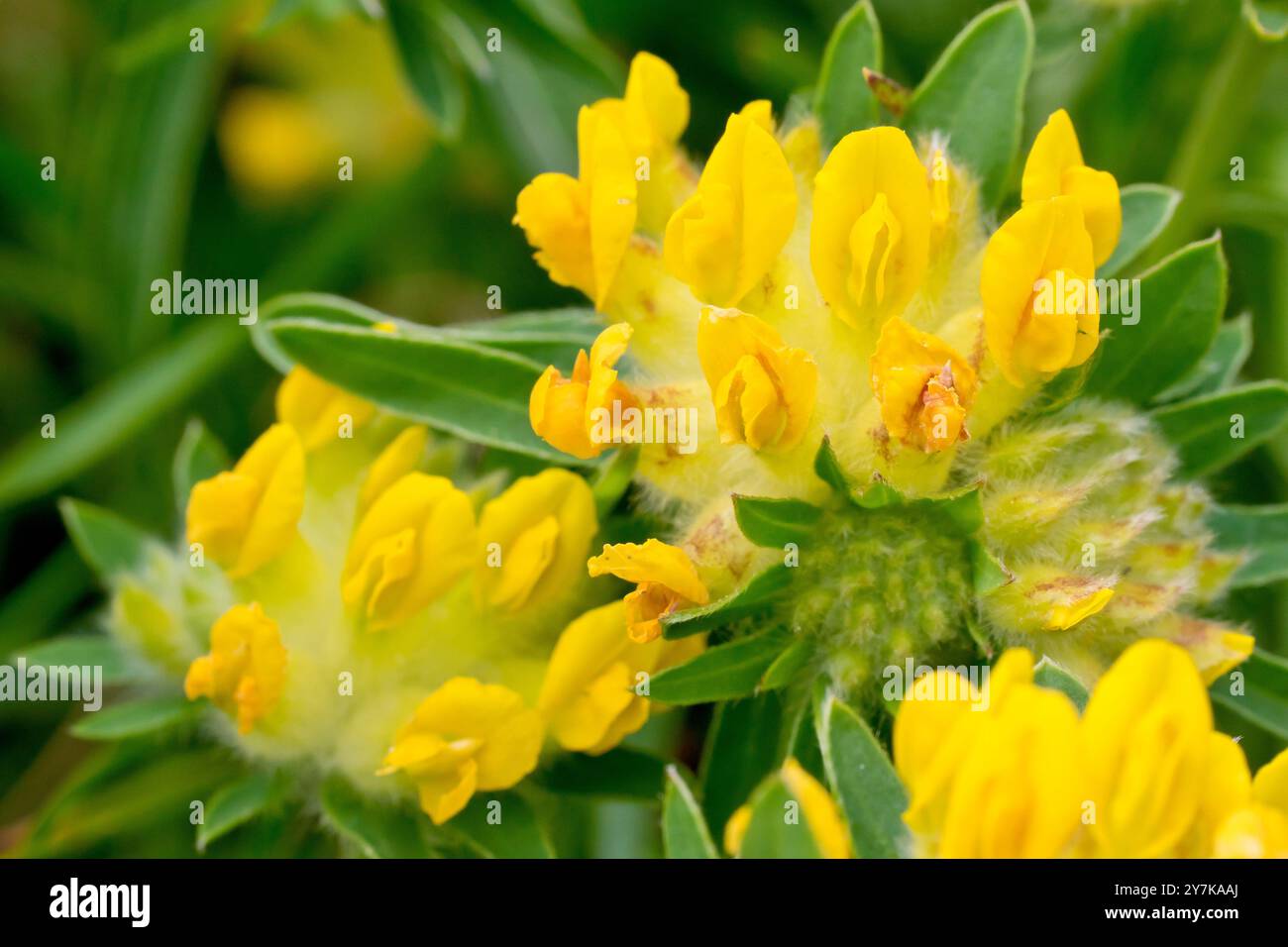 Vestes de rein (anthyllis Vulneraria), gros plan montrant les têtes de fleurs de la plante côtière commune et les fleurs jaunes individuelles. Banque D'Images