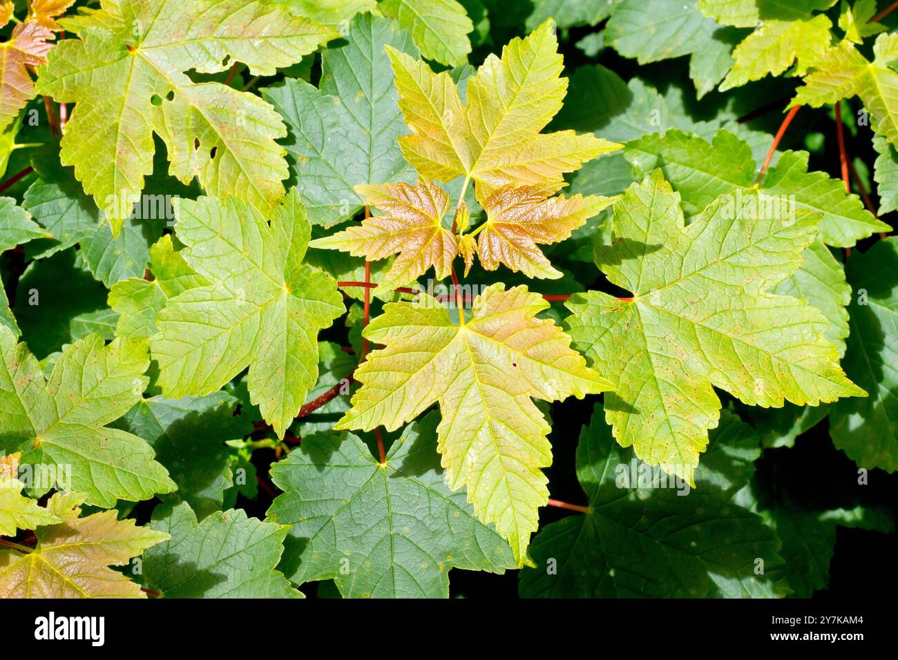 Sycamore (Acer pseudoplatanus), gros plan des nouvelles feuilles fraîches sur les branches inférieures de l'arbre commun au printemps. Banque D'Images