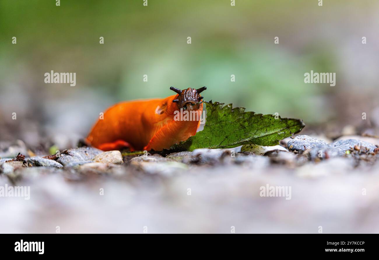 Rafz, Suisse, 23 juin 2024 : une limace rouge (Arion rufus) mange une feuille de plante. (Photo Andreas Haas/dieBildmanufaktur) Banque D'Images