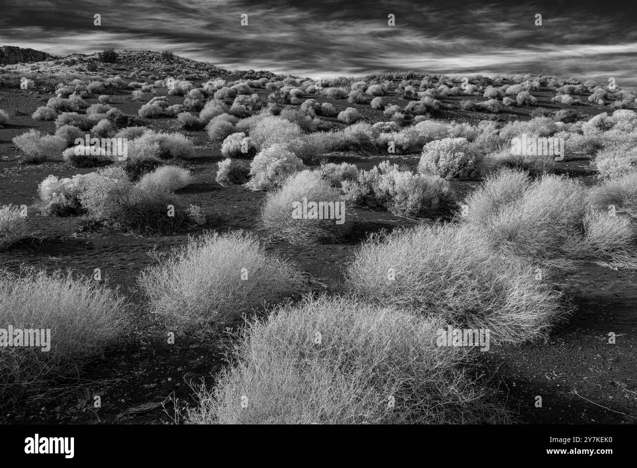 Chardon russe (Salsola tragus) sur le sol de Cinder, Monument national du volcan Sunset Crater, Arizona Banque D'Images