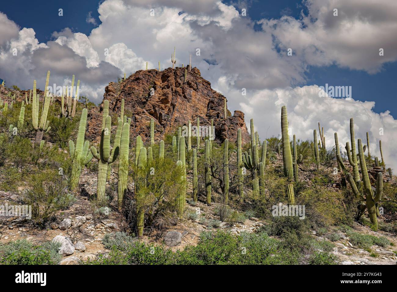 Saguaro Cactus - Sabino Canyon, Arizona Banque D'Images