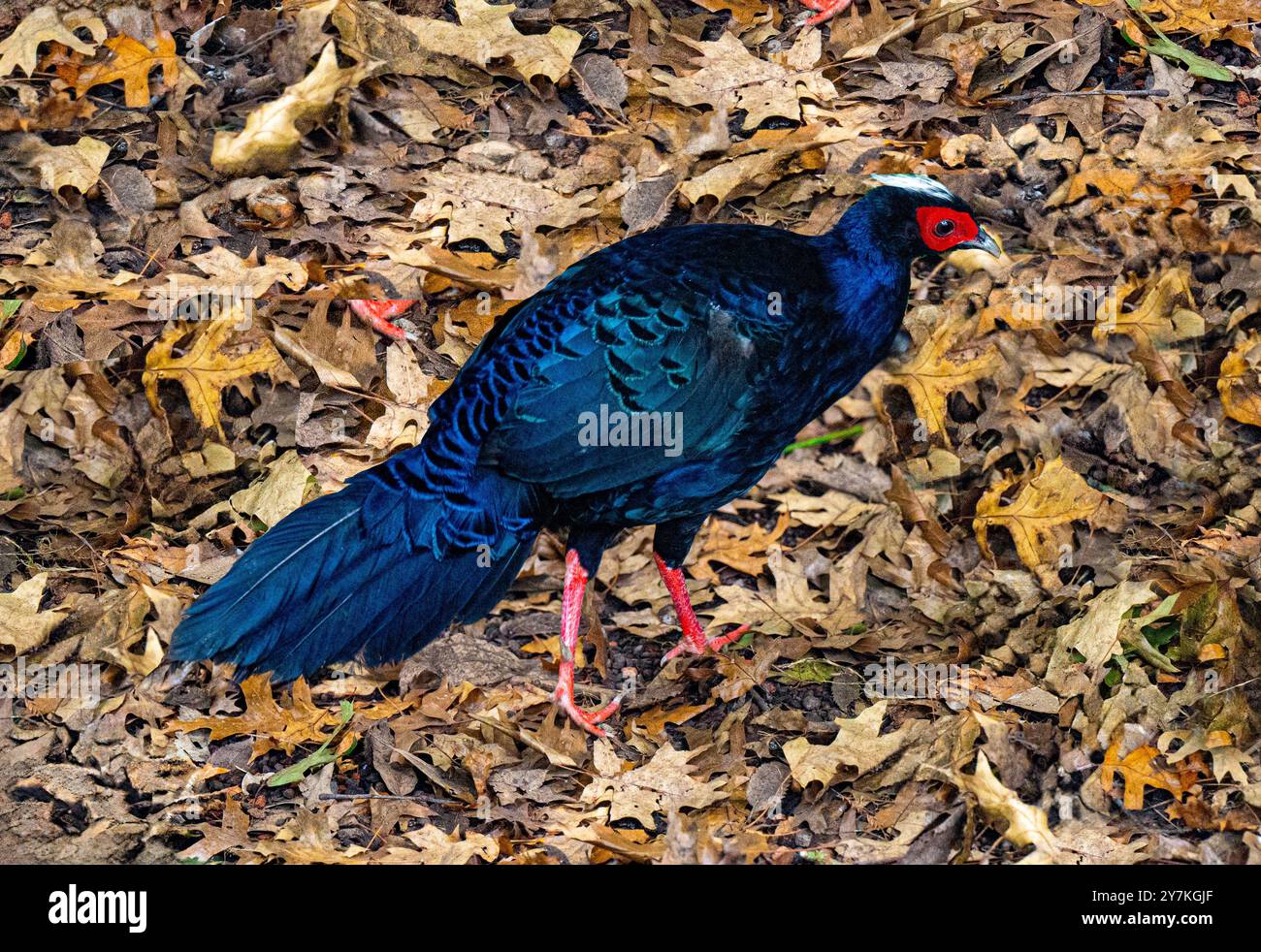 Faisan d’Edwards (Lophura edwardsi) Banque D'Images