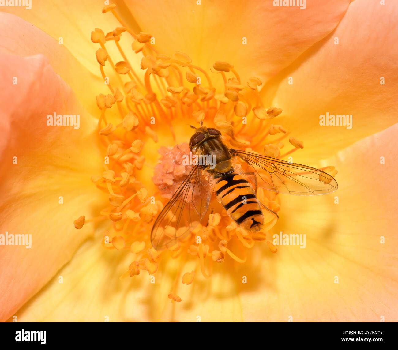 Une Marmalade hoverfly se nourrissant du pollen d'une rose couleur pêche, Collinswood images. Banque D'Images