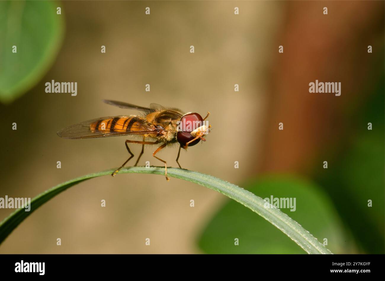 Une marmelade hoverfly reposant sur un brin d'herbe incurvé. Collinswoodimages. Banque D'Images