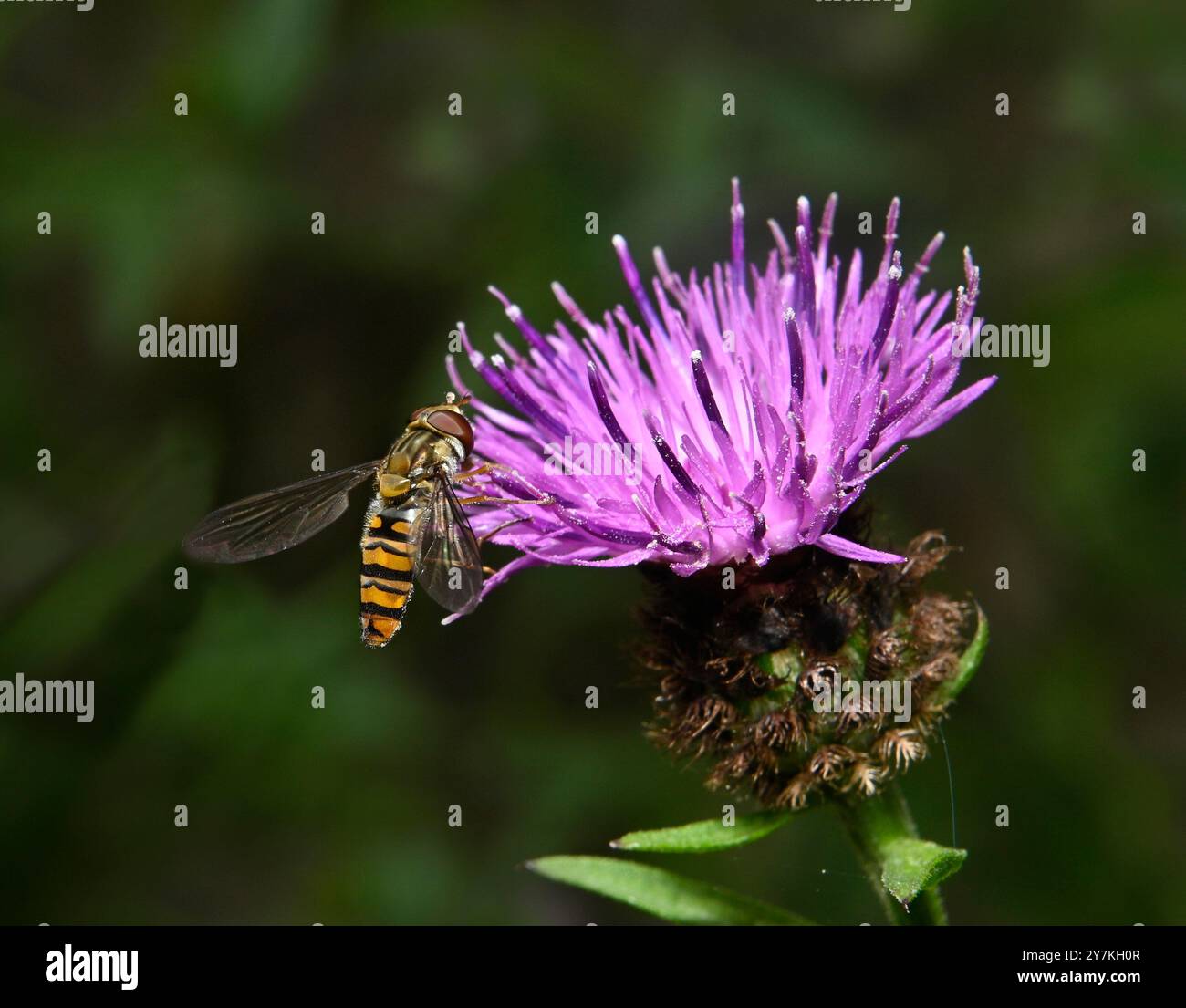 Marmelade hoverfly se nourrissant de petite knapweed. Collinswoodimages. Banque D'Images