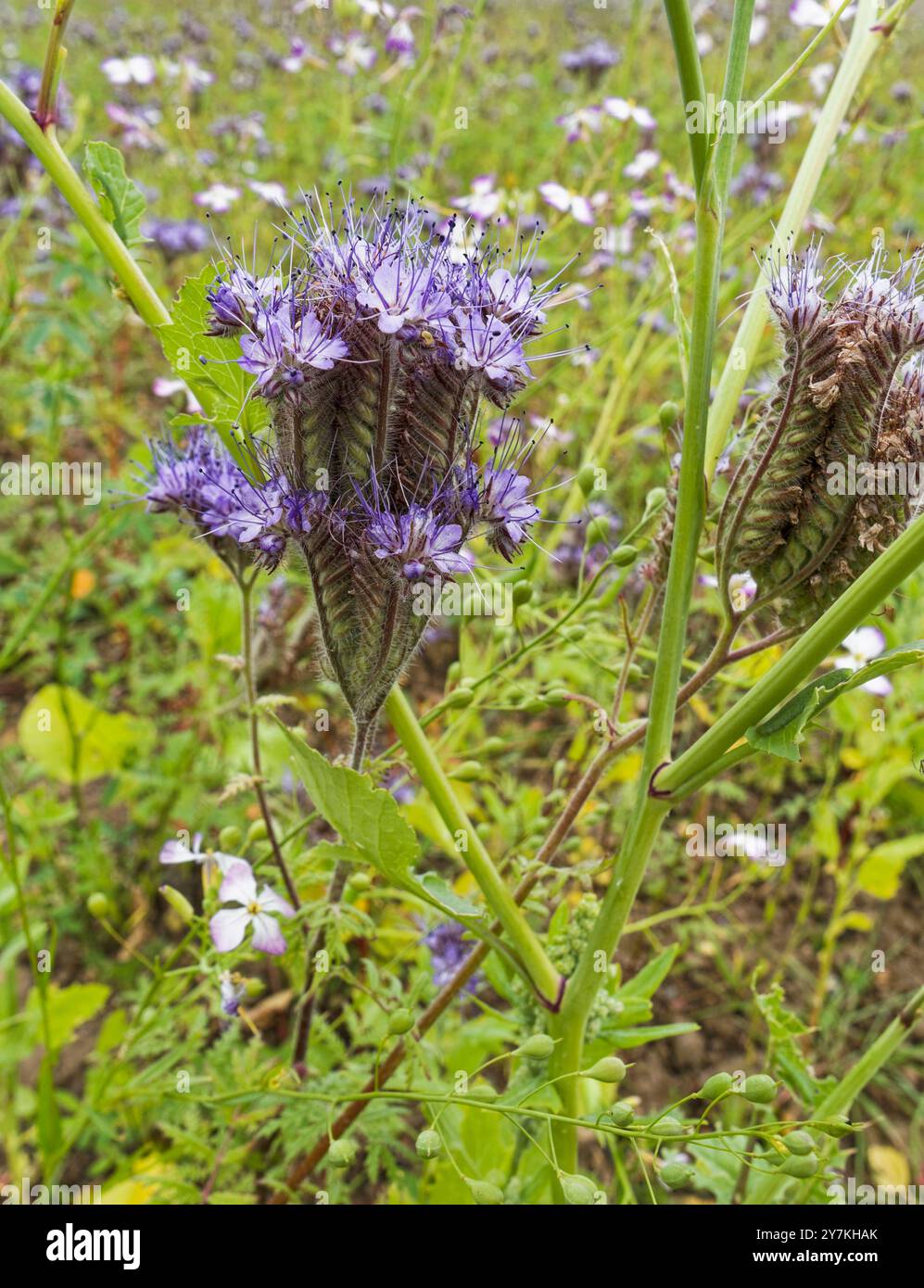 Phacelia tanacetifolia également connu sous le nom de phacelia de dentelle et utilisé une culture de couverture et une attraction d'insectes, vu ici dans le Northumberland, Royaume-Uni Banque D'Images