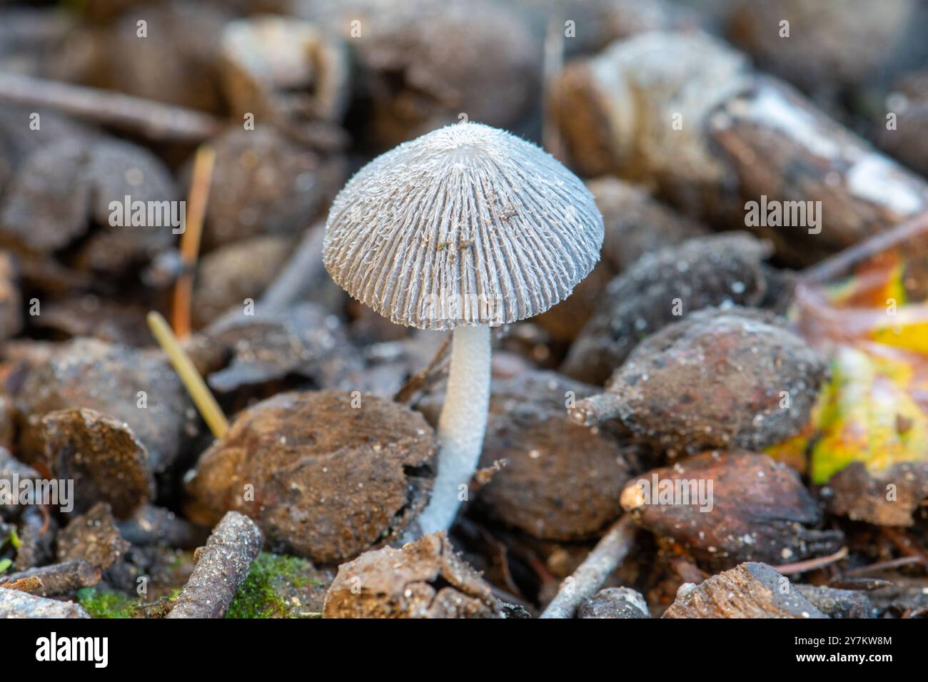 Petit champignon sur le sol boisé pendant l'automne, Angleterre, Royaume-Uni. Champignons, nature, toadstool, toadstools, champignon, branchies Banque D'Images