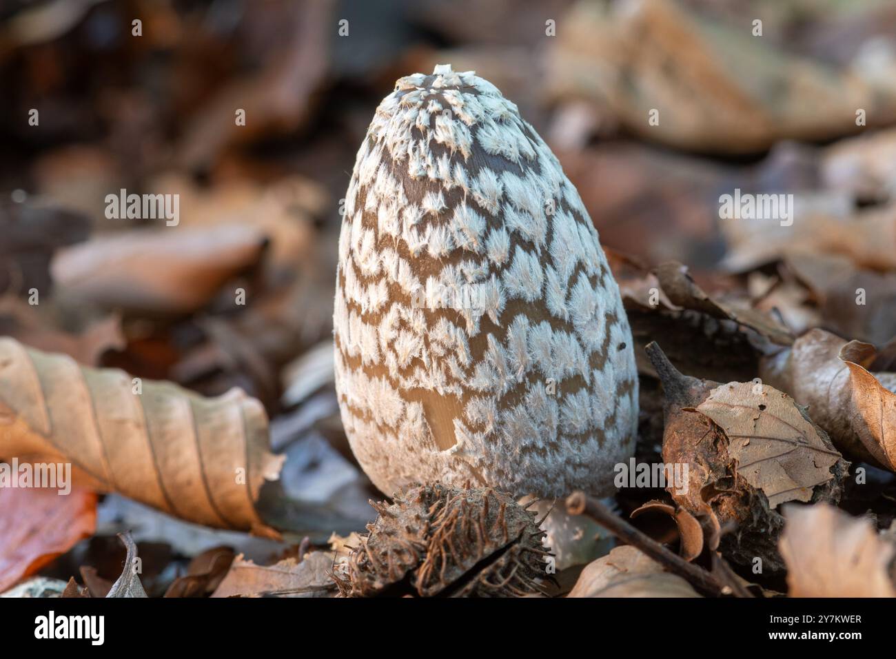 Champignon Magpie encrier (Coprinopsis picacea) poussant dans les bois de hêtres pendant l'automne, Angleterre, Royaume-Uni Banque D'Images