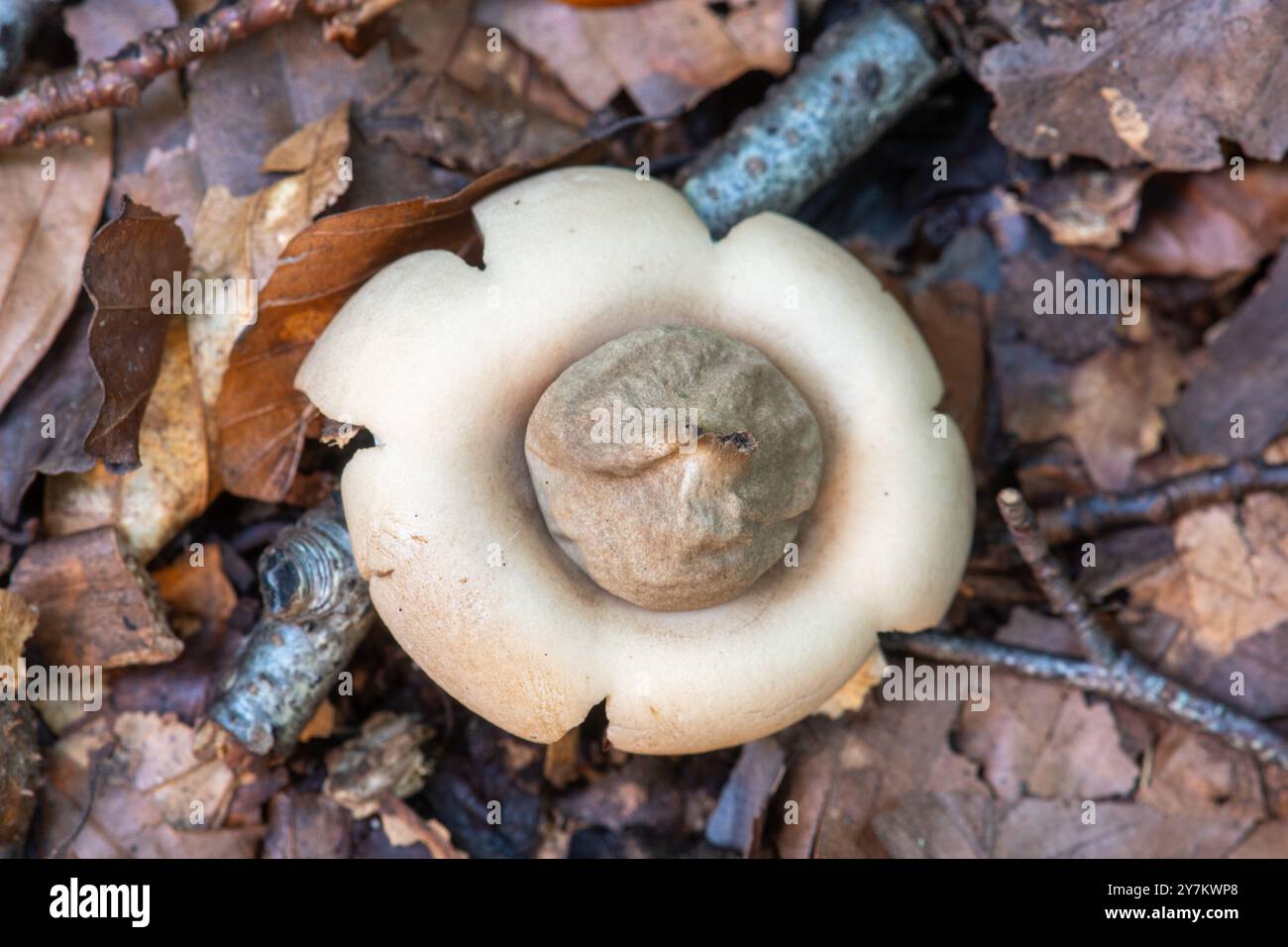 Champignon d'étoile de terre à col (Geastrum triplex) dans la forêt de hêtres sur la craie des North Downs, Surrey, Angleterre, Royaume-Uni, pendant l'automne Banque D'Images