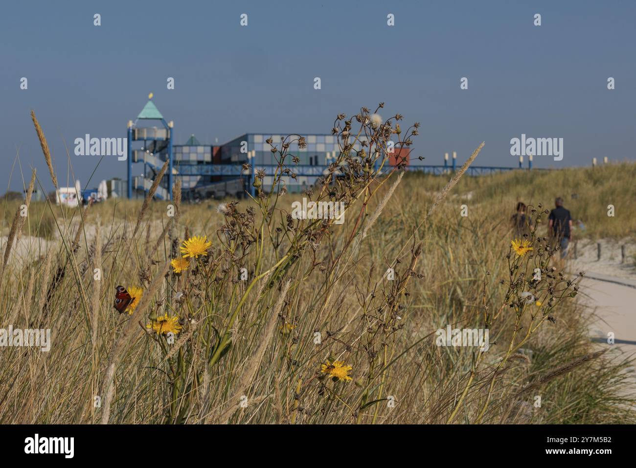 Herbes hautes et fleurs jaunes, dans les bâtiments de fond et promeneurs sous un ciel bleu, norddeich, mer du Nord, allemagne Banque D'Images
