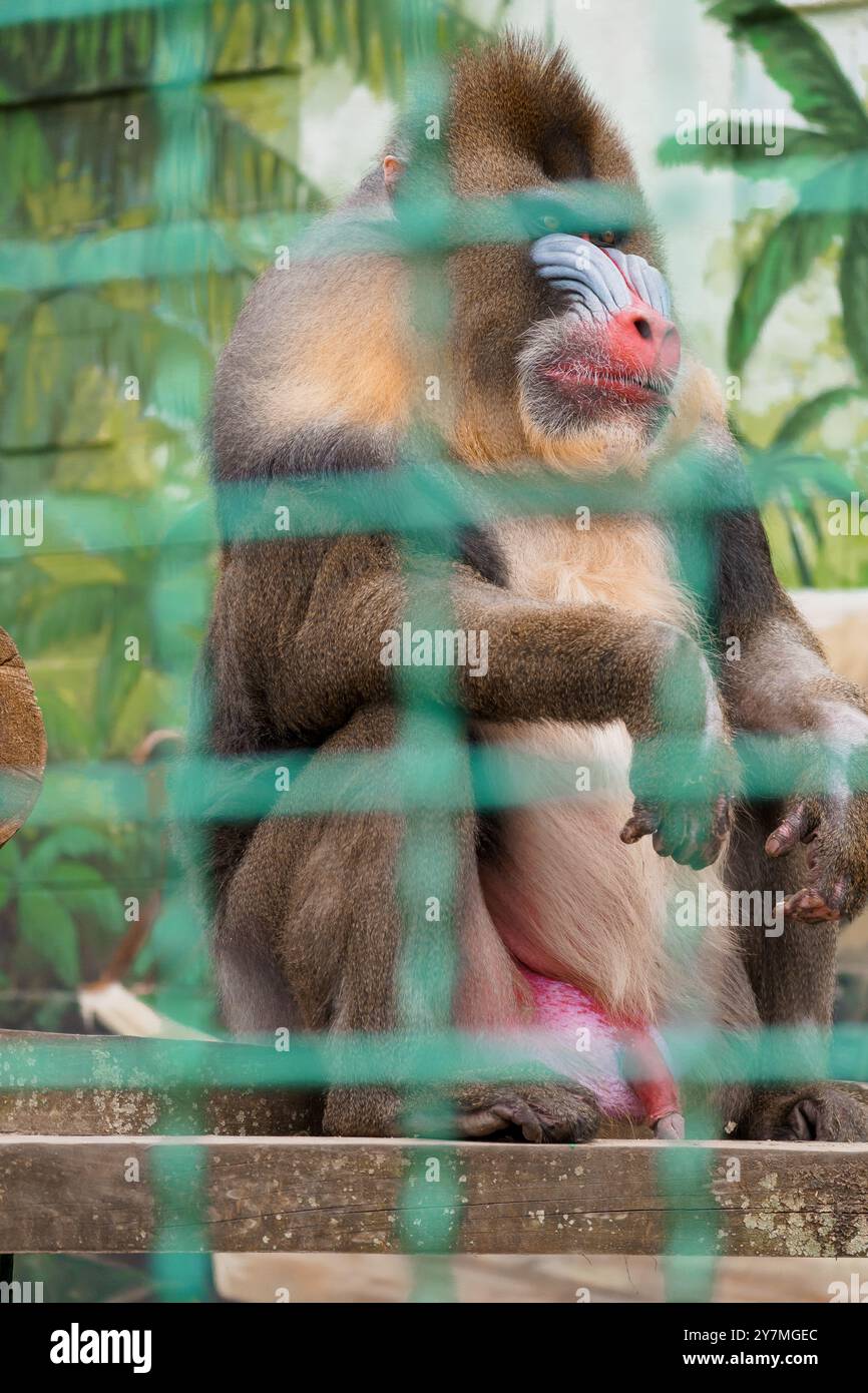 Majestueux Mandrill derrière une enceinte de zoo avec fond vert luxuriant. Banque D'Images